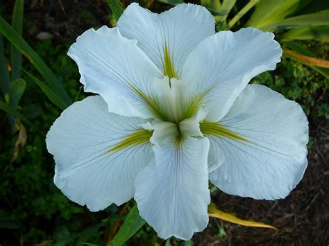 World of Irises: What are Louisiana Irises and Can I Grow Them?