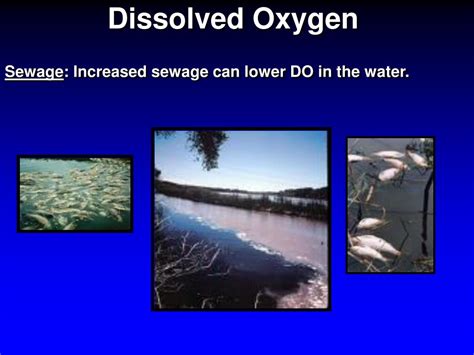 PPT - Dissolved Oxygen PowerPoint Presentation, free download - ID:6696416