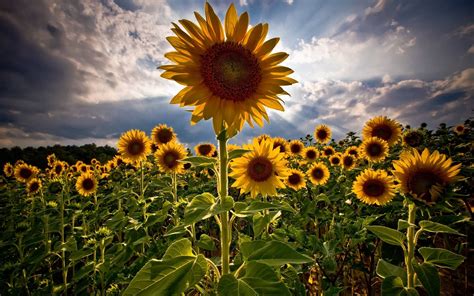 Unusual Sunflower Screensavers Free | Backgrounds/Graphics ... | Sunflower wallpaper, Sunflowers ...