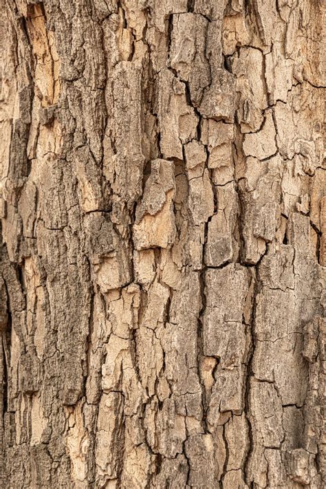 Tree Bark Background Free Stock Photo - Public Domain Pictures