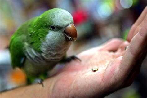 Oliver the Talking, Laughing Parrot Will Have You Laughing Too