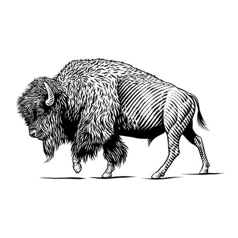 137 best Buffalo and Bison sketches images on Pinterest | American bison, Animaux and Bison