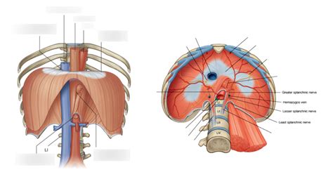 Anatomy case 6 - diaphragm Diagram | Quizlet