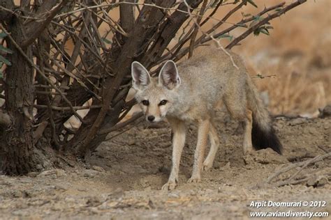 Bengal fox (Vulpes bengalensis).