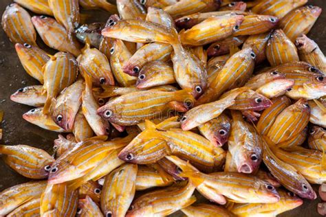 Fish and Seafood at Seamarket in Sri Lanka Stock Photo - Image of food ...