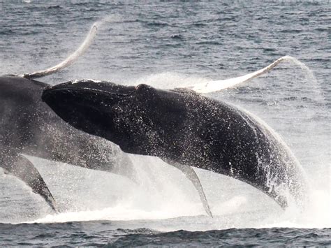 New England Aquarium Whale Watch Cruise | AttractionTickets.com