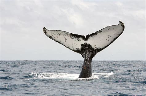 Humpback Whale Tail Photograph by Photography By Jessie Reeder - Pixels