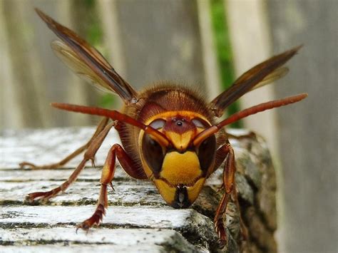 European Hornets | Sussex Wildlife Trust