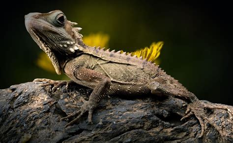 10 Fun, Rare and Unusual Facts about Lizards | Zeba Academy