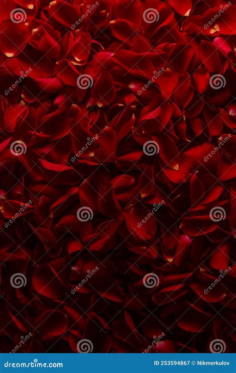 Background of Petals of Red Roses Flowers Stock Image - Image of grungy, grunge: 253594867