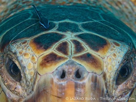 Caretta caretta (Loggerhead) | Caretta caretta, Science nature, Turtle