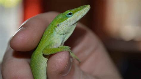 Green Anole Names - Our Guide to Picking the Best! - Reptile Focus