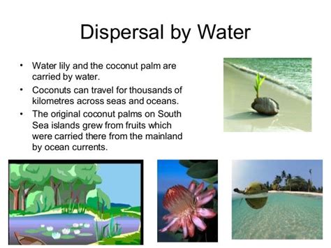 Seed dispersal