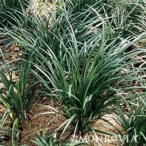 Giant Lily Turf | Star Nursery Garden and Rock Centers