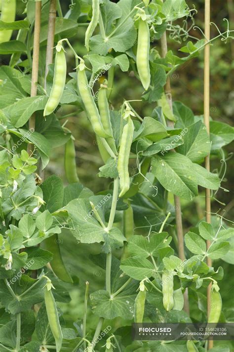 Pea pods on a plant outdoors — delicious, yummy - Stock Photo | #154628106