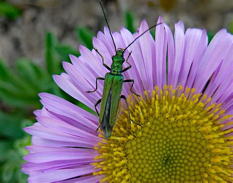 Flower Beetle by dven | ePHOTOzine