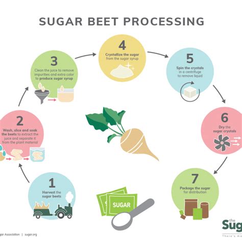 Sugar Beet Processing Infographic | Western Sugar Cooperative