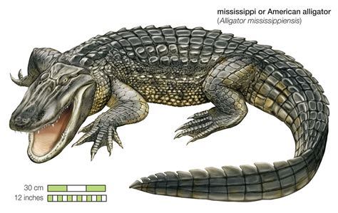 American alligator | Diet, Habitat, Range, & Facts | Britannica