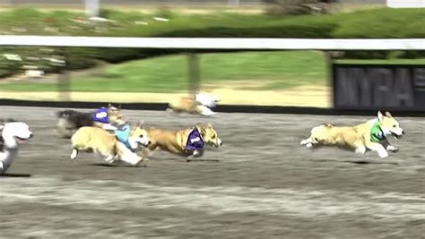 ESPN Delights the Masses by Showing Corgi Races - Nerdist