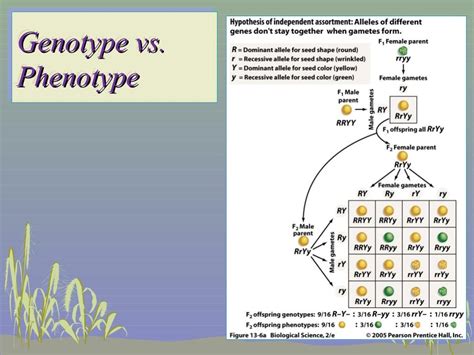 Genetic trihybrid cross