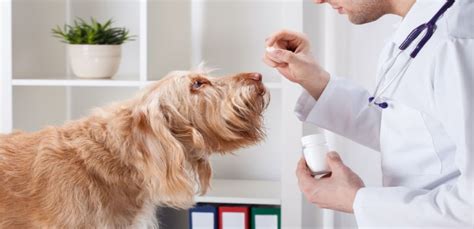 Metronidazole for Dogs – Uses, Dosage, Side Effects & Alternatives