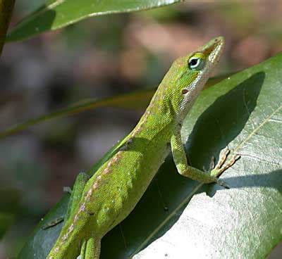 Green Anole