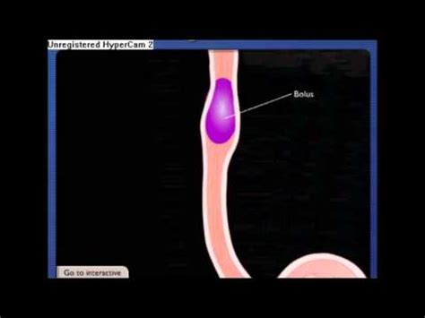 peristaltic movement of oesophagus for project - YouTube