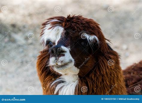 Peruvian Llama. Farm of Llama,alpaca,Vicuna in Peru,South America ...