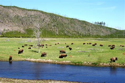 Grand Tetons & Yellowstone | camping - USA Biketours