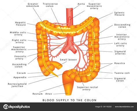 Abdominal Arteries Blood Supply Colon Anatomy Human Abdominal Arteries System Stock Vector Image ...