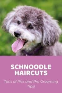 Top 5 Schnoodle Haircuts (Lots of Pics!) & Grooming Tips! - Doodle Doods