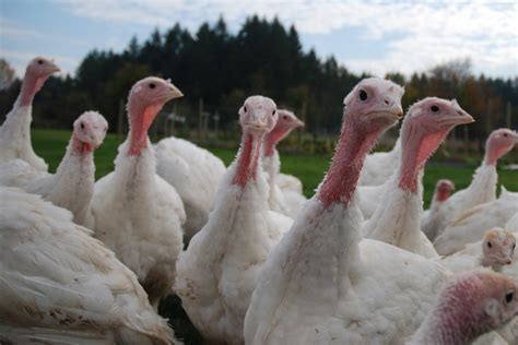 North Carolina Lawmakers Rush Pasture-Raised Turkeys to Thanksgiving Tables | Civil Eats