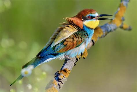 Ngorongoro Crater Birds | Ngorongoro Conservation Area | Tanzania