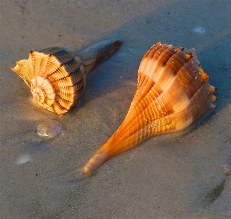 Sanibel Island Shells | Polly Castor