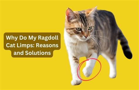Why Do My Ragdoll Cat Limps: Reasons and Solutions - Living with Ragdoll