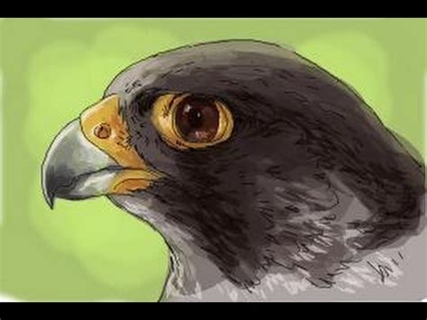 How to draw a Falcon head - YouTube