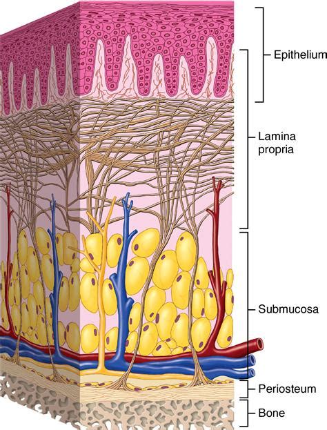 14. Oral mucosa | Pocket Dentistry