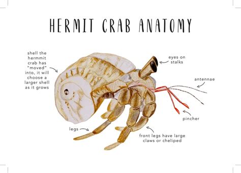 Hermit Crab Anatomy Homeschool Printables Homeschool | Etsy