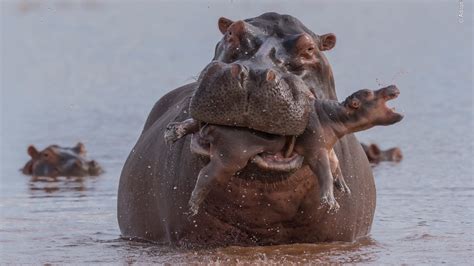 15 incredible images from the Wildlife Photographer of the Year competition