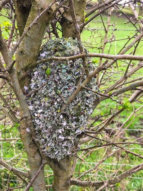 Darley Dale Wildlife: Long-tailed Tit nest - Rowsley