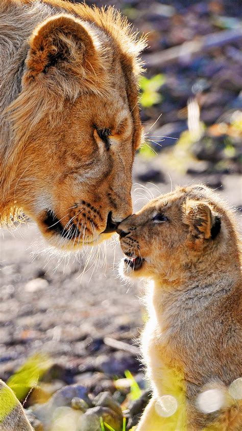 Lion and Cub, predator, affection, attention, care, animal, wild ...