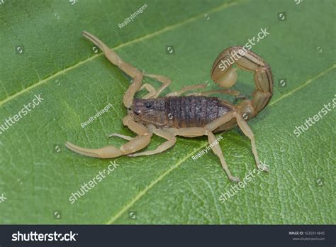 Indian Red Scorpion Hottentotta Tamulus Sinhagad Stock Photo 1635914845 ...