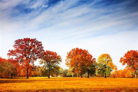 trees, Grass, Nature, Autumn, Sky Wallpapers HD / Desktop and Mobile ...