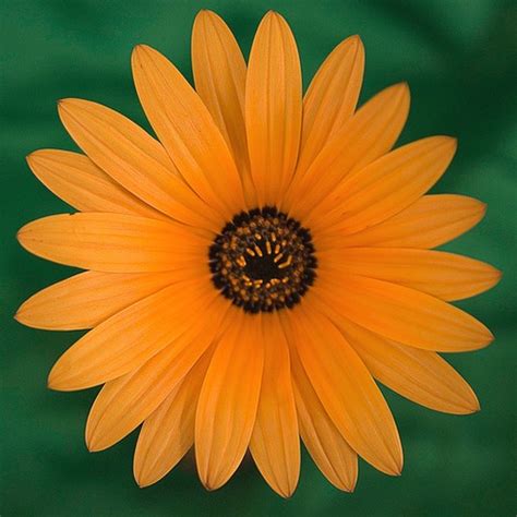 photo of orange daisy.jpg