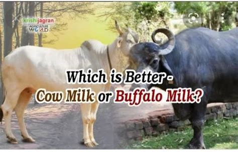 Cow Milk at Rs 50/litre | Fresh Milk in Jaipur | ID: 22535274691