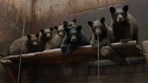 Rescued bear cubs are healthy and growing at Lake Tahoe Wildlife Care ...