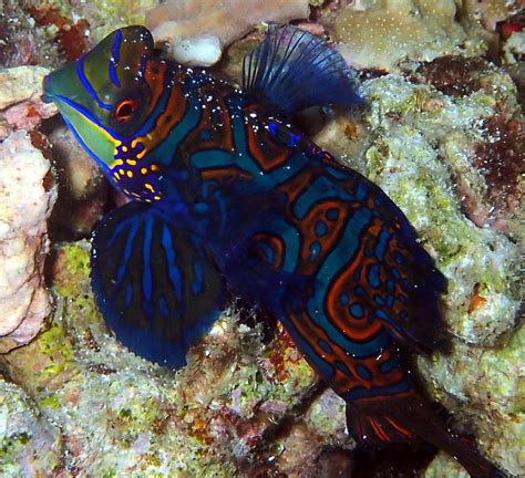 Dive with Mandarin Fish in Malapascua Island Philippines