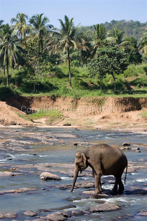 Pinnawala Elephant Orphanage | threeblindmen photography archive