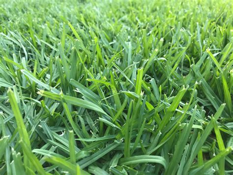 Grasses - Kikuyu Lawn / Grass Seed - Kikuyu - 1.75kgs - 250m2 was sold ...