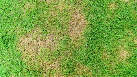 Does My Lawn Have Brown Patch Disease or Does It Just Need Water? | A+ ...